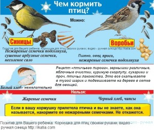 чем кормить птиц